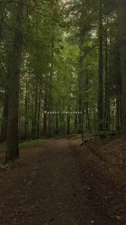 forest :for+rest
