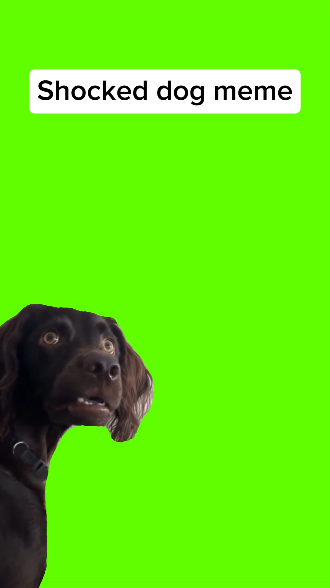 Şok köpek - remake