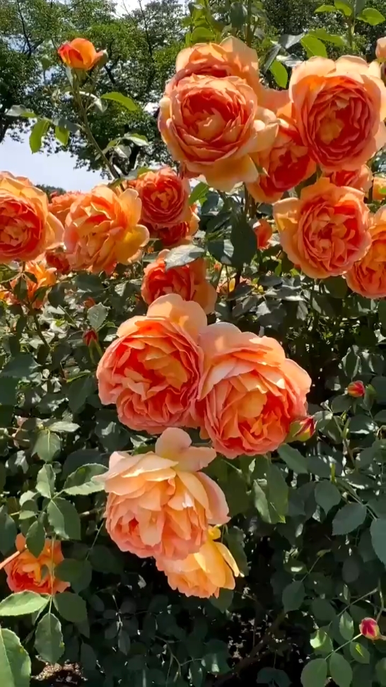 Amante De Flores 