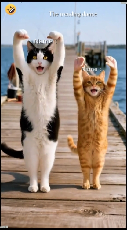 Tendencia del gato de baile