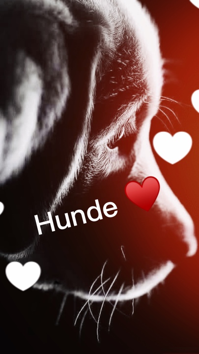 Hundeseeken ♥️