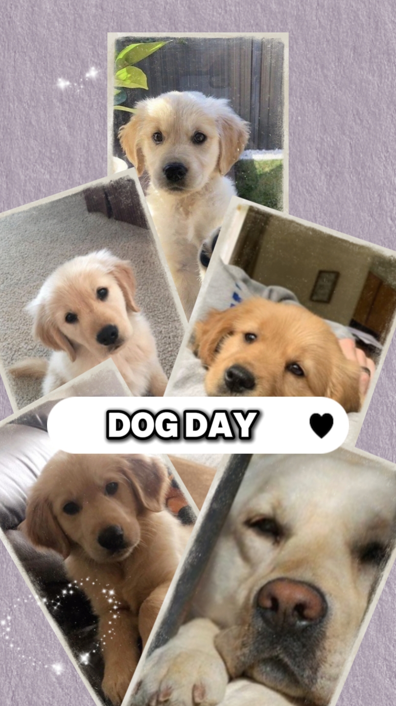 Tag des Hundes