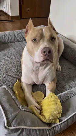 Amazing Dogs