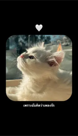 เพลงรัก TMD