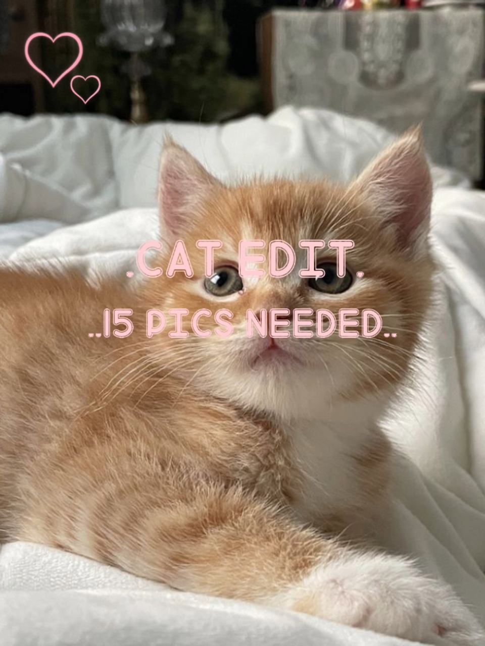 cats