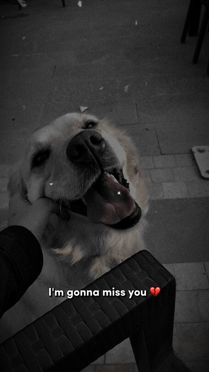 Saudades💔🐾