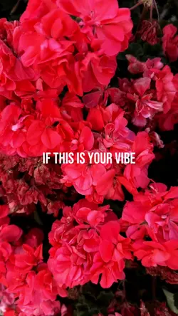 Trend Reel “Vibe”