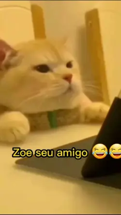 Gato se assusta 