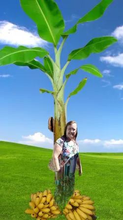 bananeira 