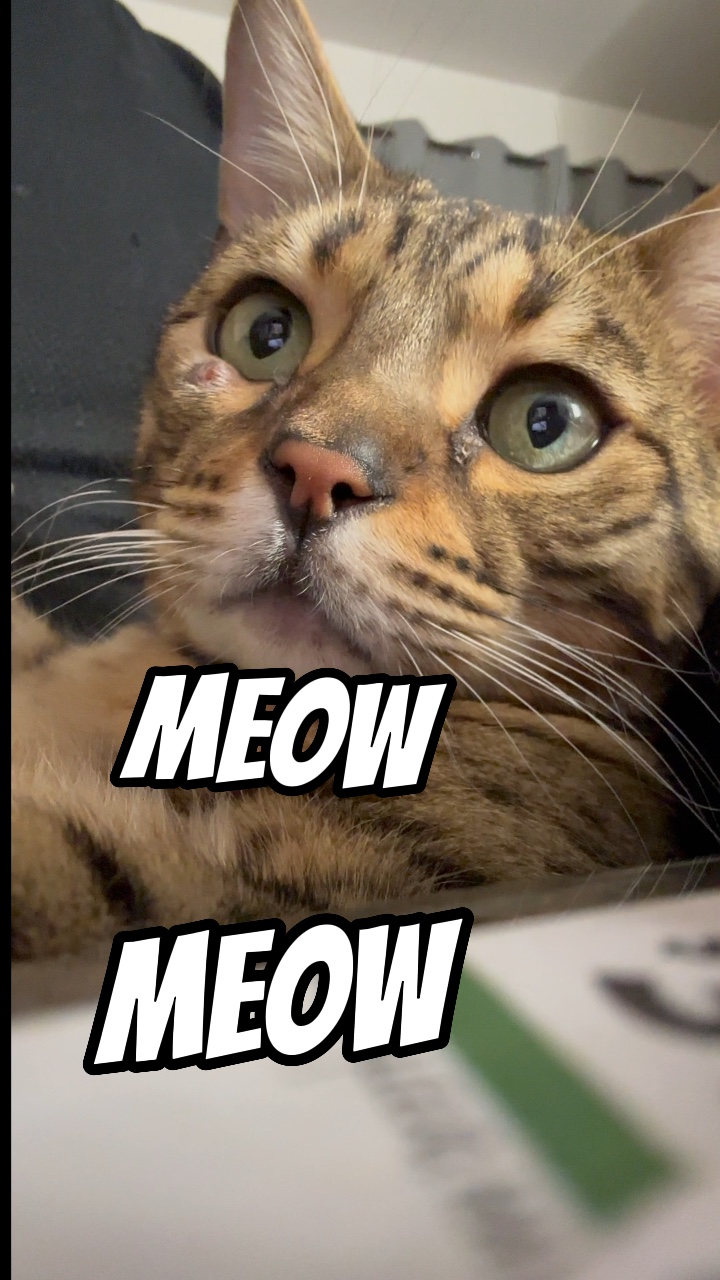 Miaou miaou 