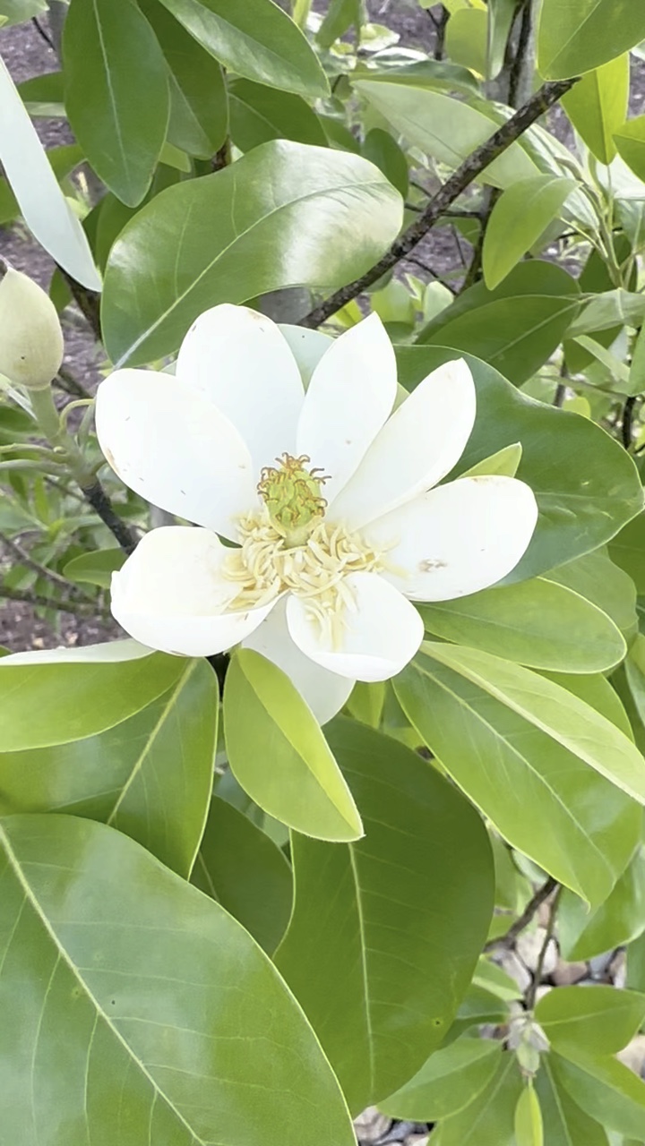 Fleur blanche