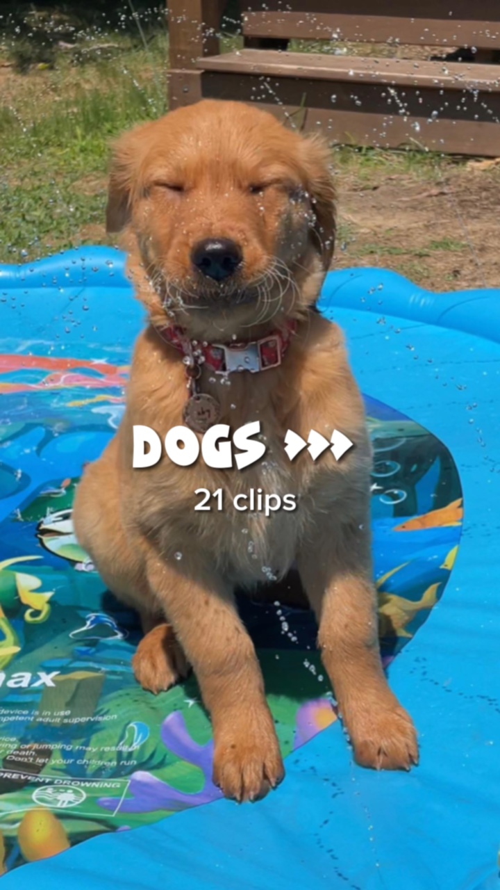 Chiens>>>