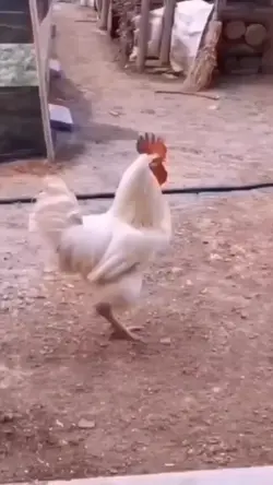 galinha peidando 