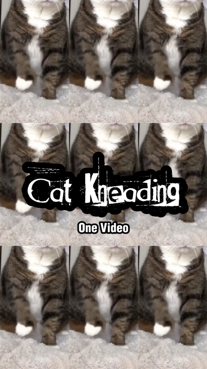 Katze kneten 