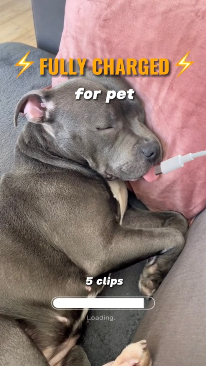 tam şarjlı köpek