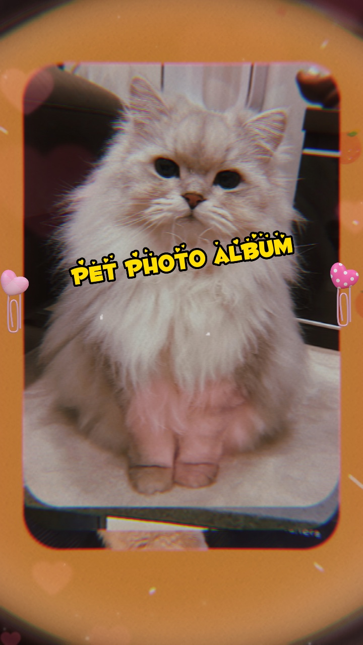 evcil hayvan fotoğrafı 6 resim