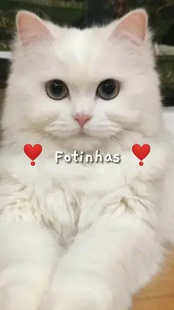 °• Fotinhas •°