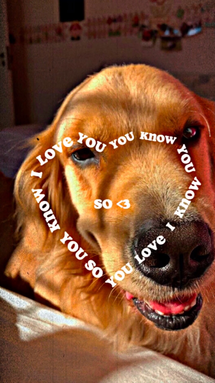 Ich liebe dich Haustier💛