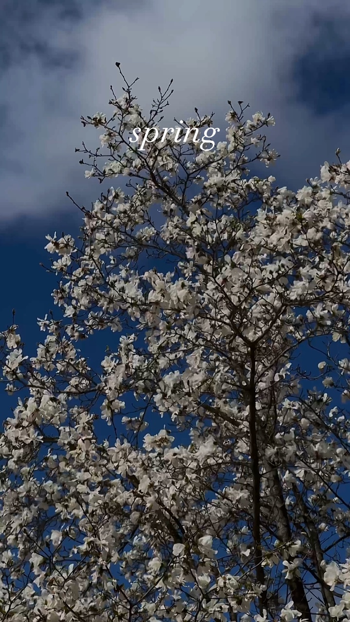 Frühlingsstimmung🌸