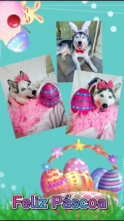 Feliz Páscoa 
