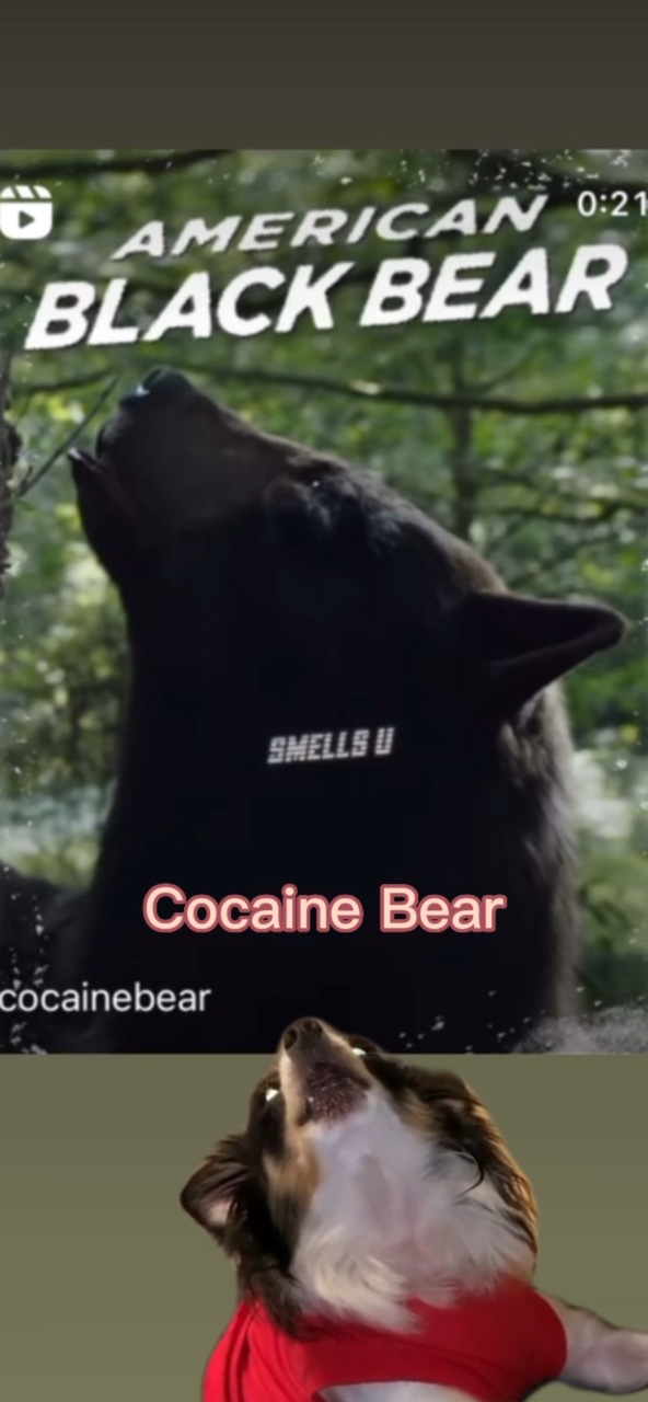 Cocaine Bear 