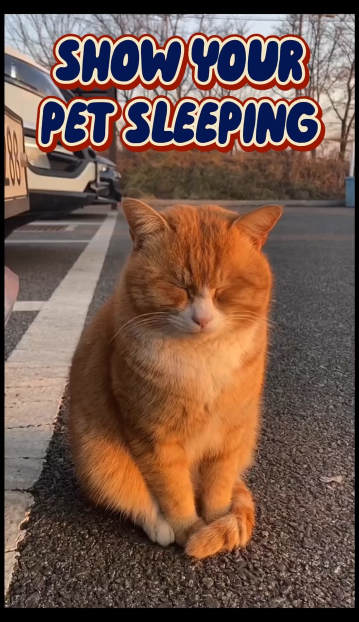 Seu Animal De Estimação Dormindo