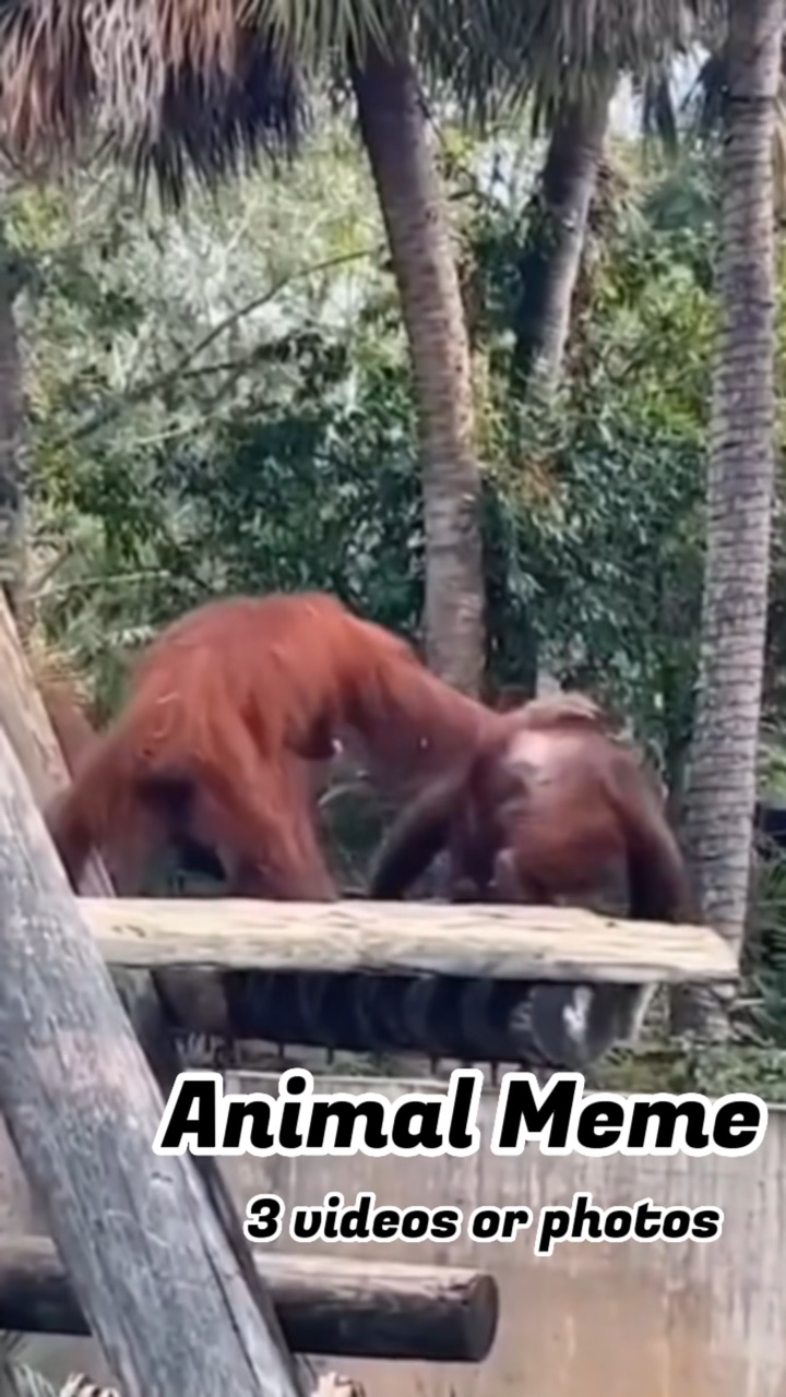 동물 밈