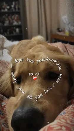 Pet ❤️‍🩹