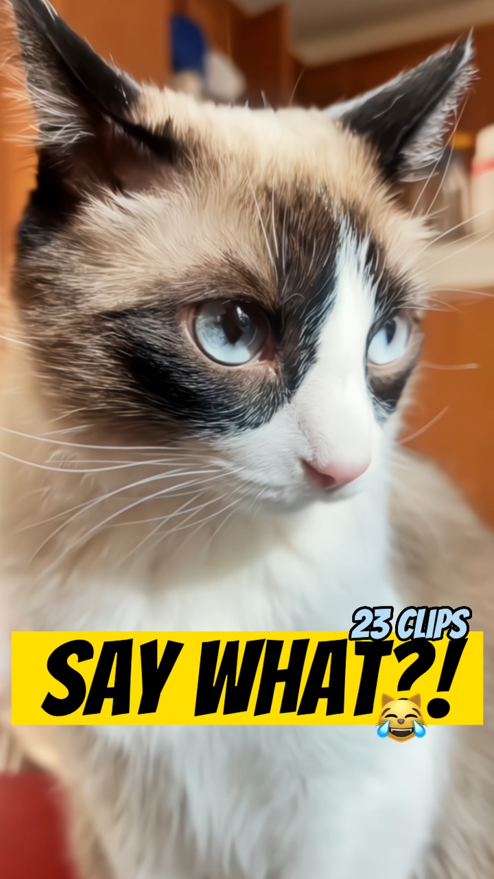 Say what? Skit