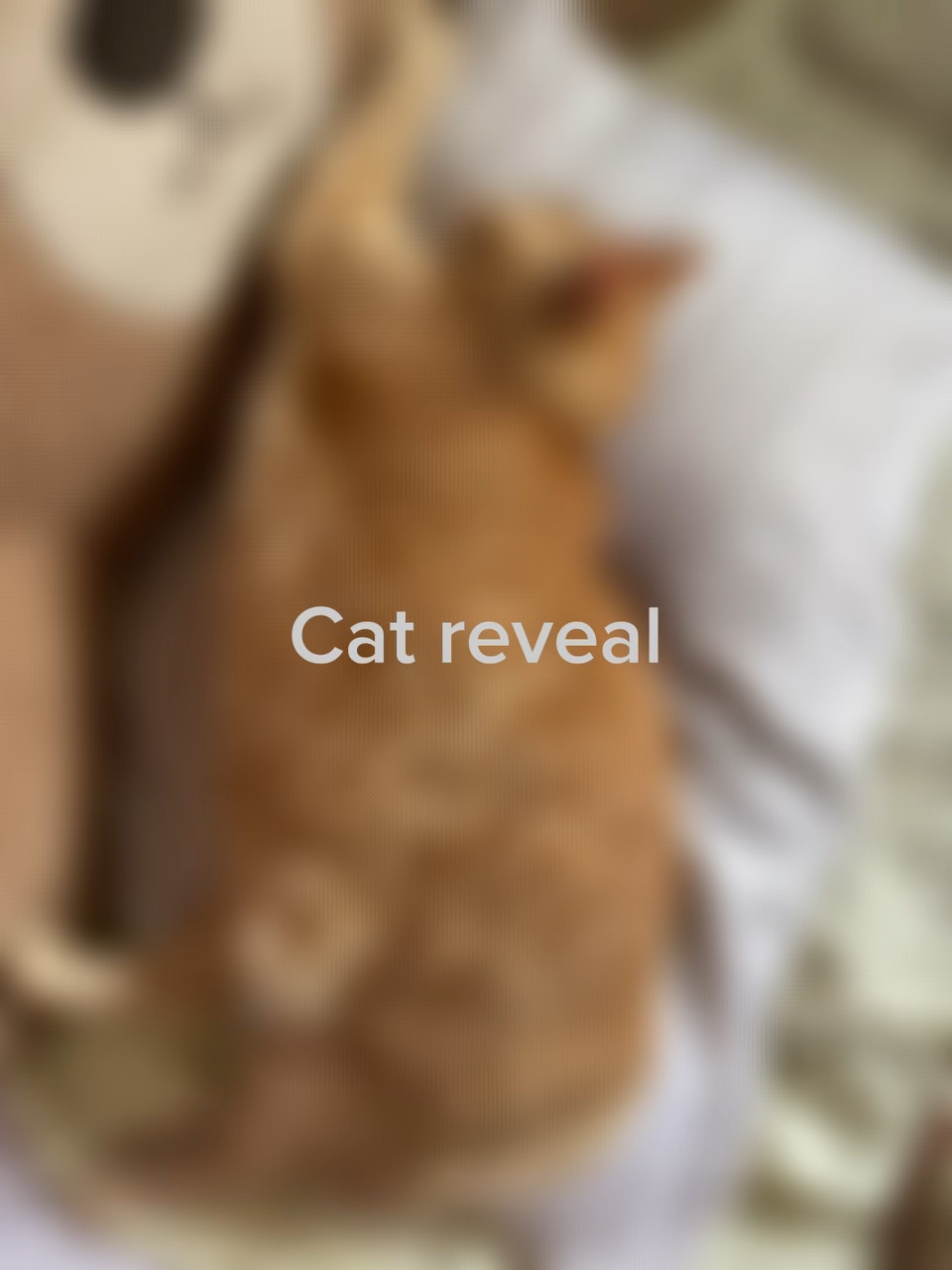 Cat reveal