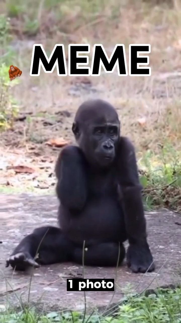 MEME 🦧