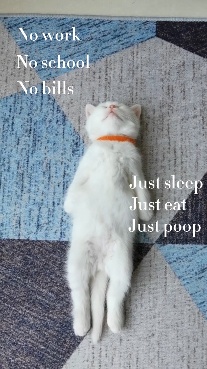 Gato dormindo 