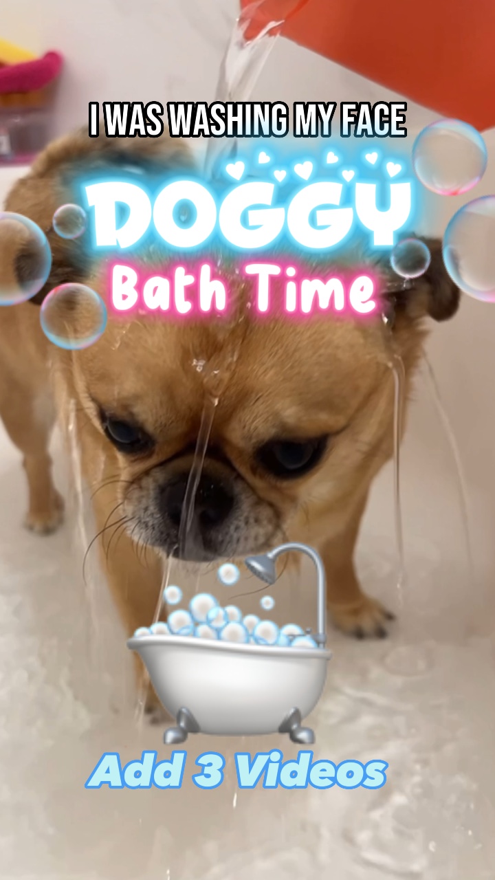 L'heure du bain pour chien!