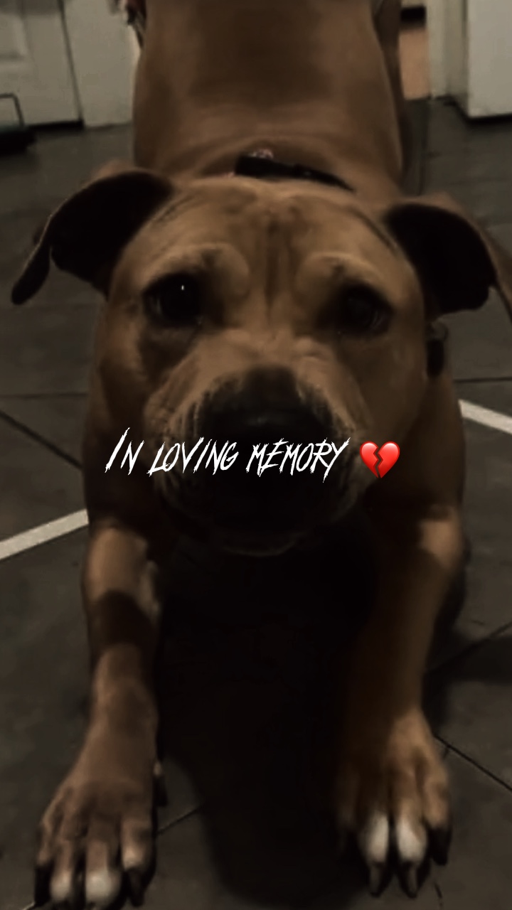 🪦 CACHORRO💔