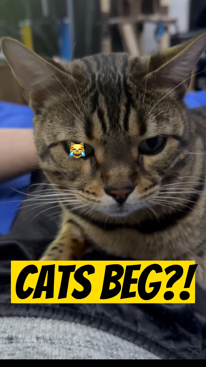 猫乞讨？！