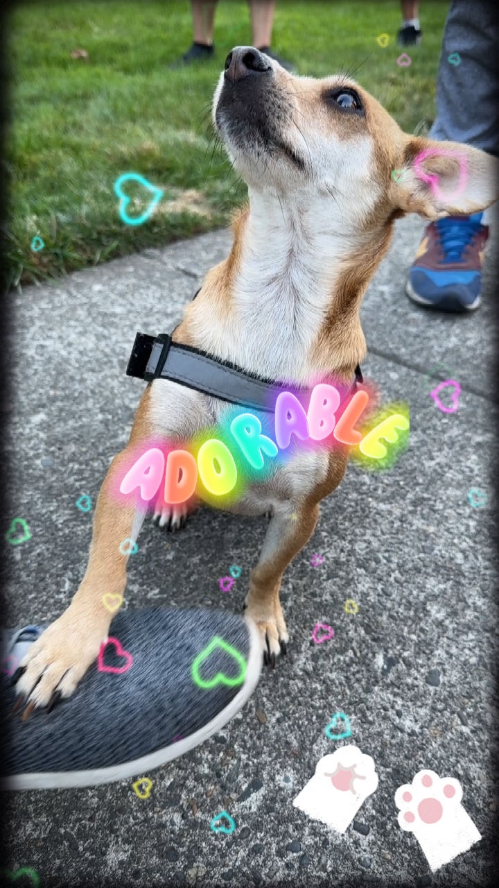 Bezaubernd 🐾