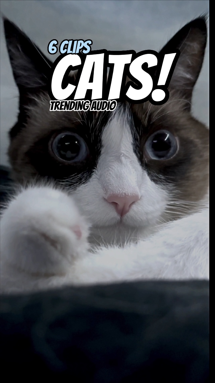 Chats! 