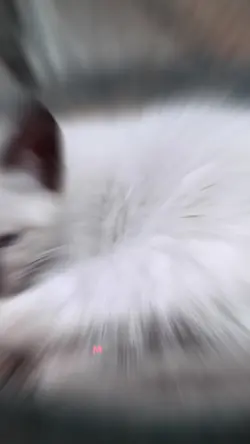 Meu pet cresceu