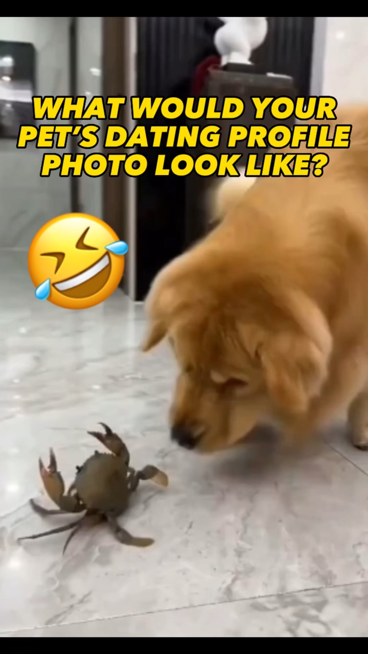 Evcil Hayvan Profili Fotoğrafı