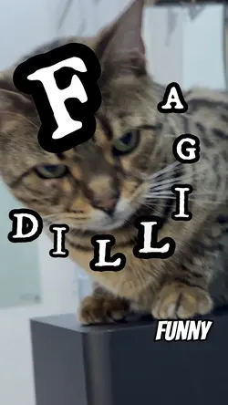 DILLIGAF?!