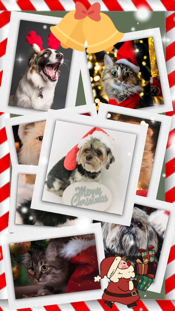 Favoritos de Santa