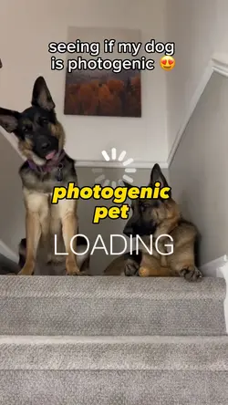 Photogenic pet