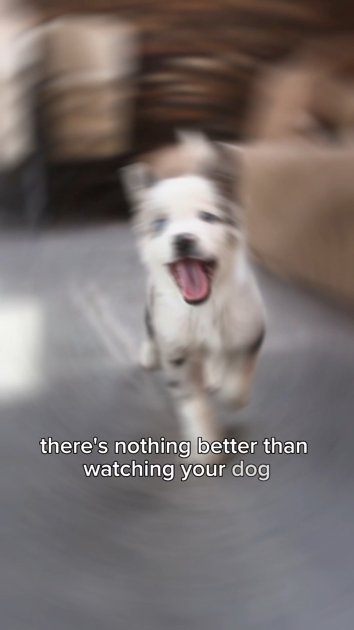 Chiens 
