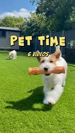 Pet time