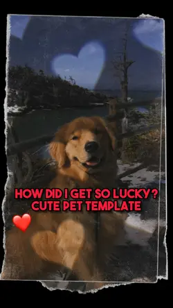 Cute Pet Temp❤️