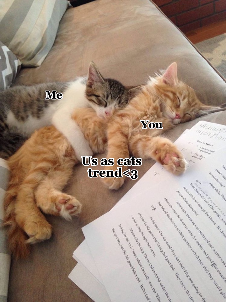 Kami sebagai tren kucing