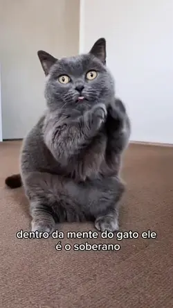 dentro da mentedgato