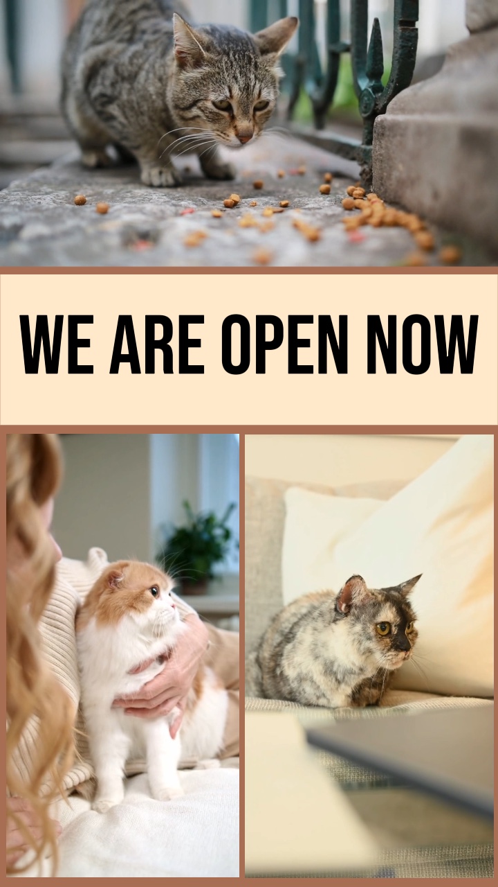 Pet Home Store Offline-Aktion