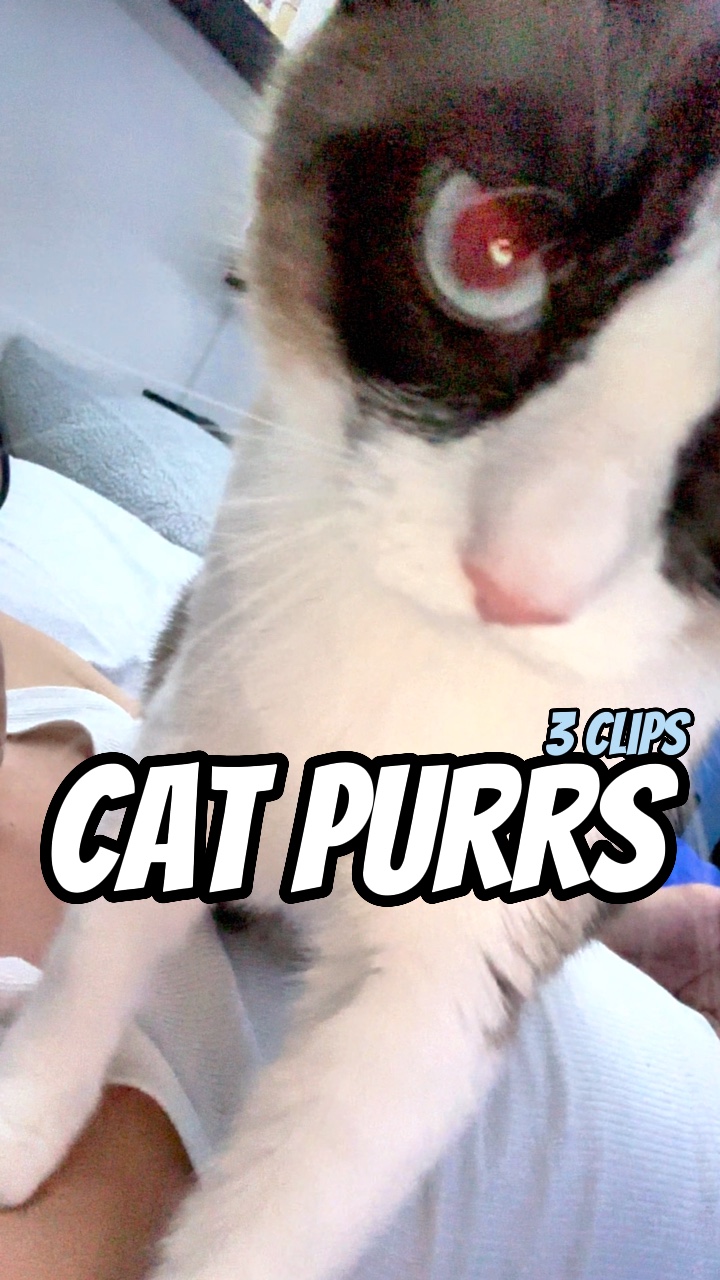 Cats purrs