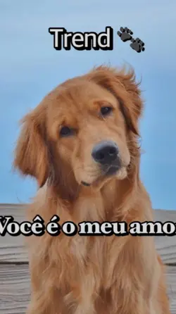 Você é o meu amor 🐾